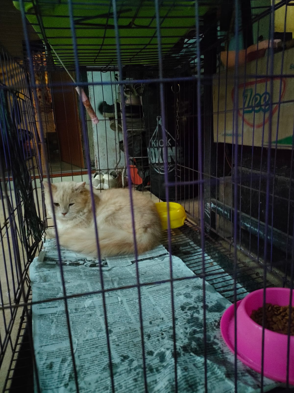 KUCING "meong"